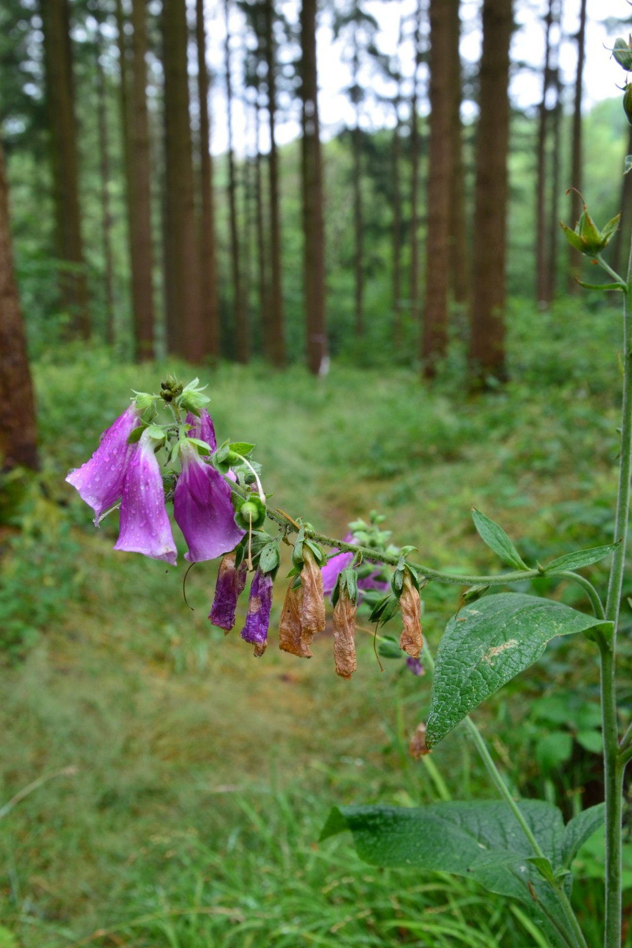 Nature trail run in Ardennes