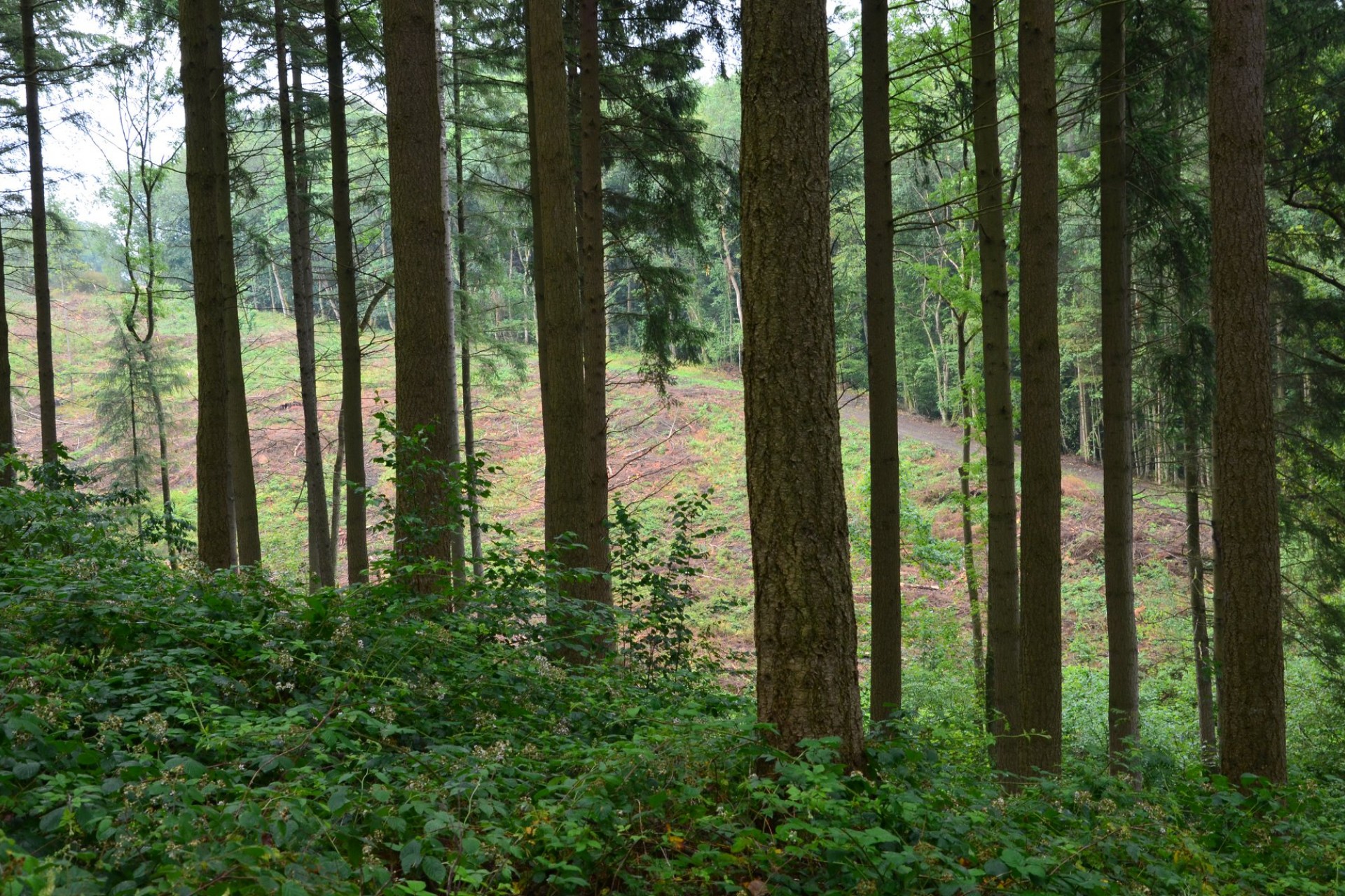 Nature trail run in Ardennes