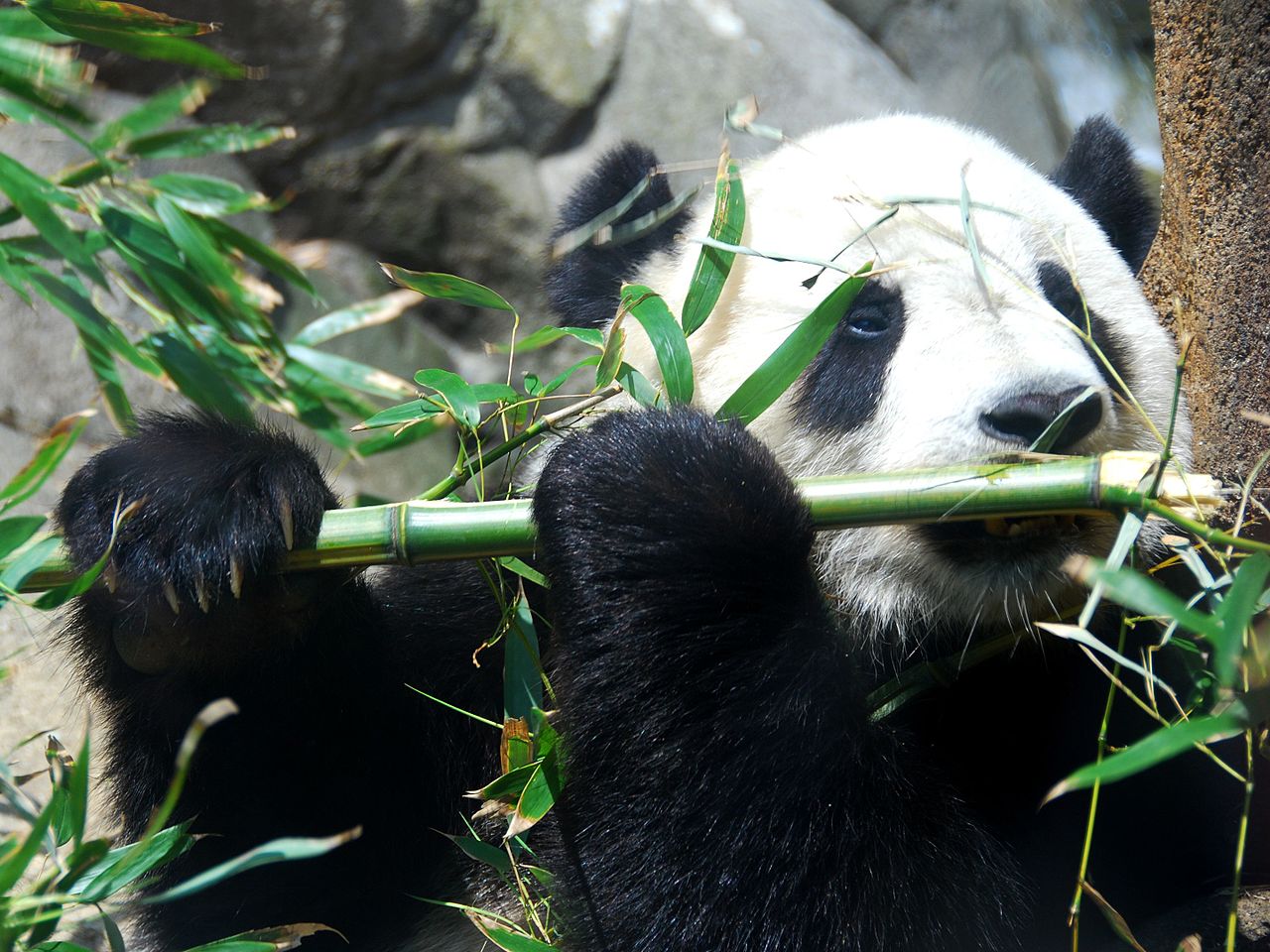 Panda tour
